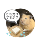 ハムスターのパズ君 ⑦（個別スタンプ：13）
