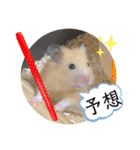 ハムスターのパズ君 ⑦（個別スタンプ：14）