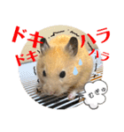 ハムスターのパズ君 ⑦（個別スタンプ：18）