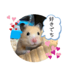 ハムスターのパズ君 ⑦（個別スタンプ：22）