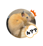 ハムスターのパズ君 ⑦（個別スタンプ：24）