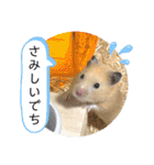 ハムスターのパズ君 ⑦（個別スタンプ：26）