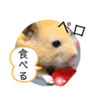 ハムスターのパズ君 ⑦（個別スタンプ：29）