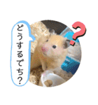 ハムスターのパズ君 ⑦（個別スタンプ：30）
