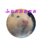 ハムスターのパズ君 ⑦（個別スタンプ：32）