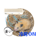 ハムスターのパズ君 ⑦（個別スタンプ：34）