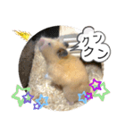 ハムスターのパズ君 ⑦（個別スタンプ：37）