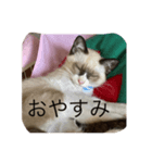チャチャズスタンプvol.1（個別スタンプ：6）