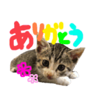 ひじきとコロッケ（個別スタンプ：5）