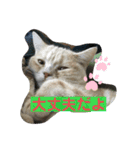 あーちゃんにゃ（個別スタンプ：1）