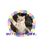あーちゃんにゃ（個別スタンプ：5）