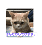 あーちゃんにゃ（個別スタンプ：7）