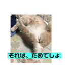 あーちゃんにゃ（個別スタンプ：11）