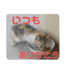 あーちゃんにゃ（個別スタンプ：12）