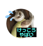 あーちゃんにゃ（個別スタンプ：13）