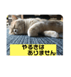 あーちゃんにゃ（個別スタンプ：15）