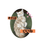 あーちゃんにゃ（個別スタンプ：16）