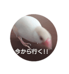 クリーム文鳥2（個別スタンプ：1）
