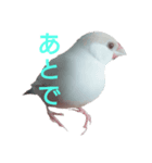 クリーム文鳥2（個別スタンプ：2）