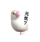 クリーム文鳥2（個別スタンプ：3）