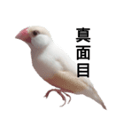 クリーム文鳥2（個別スタンプ：4）