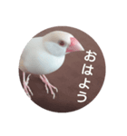 クリーム文鳥2（個別スタンプ：5）