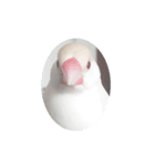 クリーム文鳥2（個別スタンプ：7）