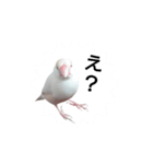 クリーム文鳥2（個別スタンプ：8）
