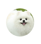 使える犬のスタンプ①（個別スタンプ：1）