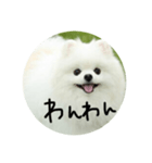 使える犬のスタンプ①（個別スタンプ：2）