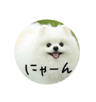 使える犬のスタンプ①（個別スタンプ：3）