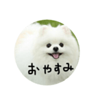 使える犬のスタンプ①（個別スタンプ：5）