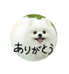 使える犬のスタンプ①（個別スタンプ：6）