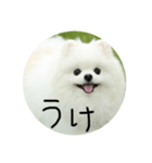 使える犬のスタンプ①（個別スタンプ：8）