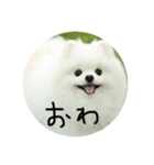 使える犬のスタンプ①（個別スタンプ：9）