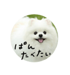 使える犬のスタンプ①（個別スタンプ：10）