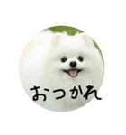 使える犬のスタンプ①（個別スタンプ：11）