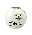 使える犬のスタンプ①（個別スタンプ：12）