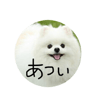 使える犬のスタンプ①（個別スタンプ：14）