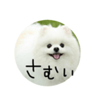使える犬のスタンプ①（個別スタンプ：15）