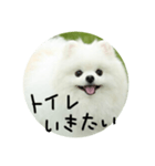使える犬のスタンプ①（個別スタンプ：16）
