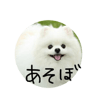 使える犬のスタンプ①（個別スタンプ：17）
