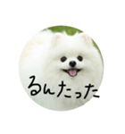 使える犬のスタンプ①（個別スタンプ：18）