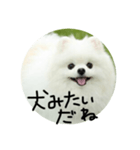使える犬のスタンプ①（個別スタンプ：20）