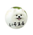 使える犬のスタンプ①（個別スタンプ：21）