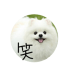 使える犬のスタンプ①（個別スタンプ：22）