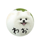 使える犬のスタンプ①（個別スタンプ：23）