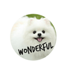 使える犬のスタンプ①（個別スタンプ：24）