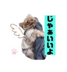 ヨークシャーテリアのトイくん（個別スタンプ：2）