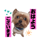 ヨークシャーテリアのトイくん（個別スタンプ：9）